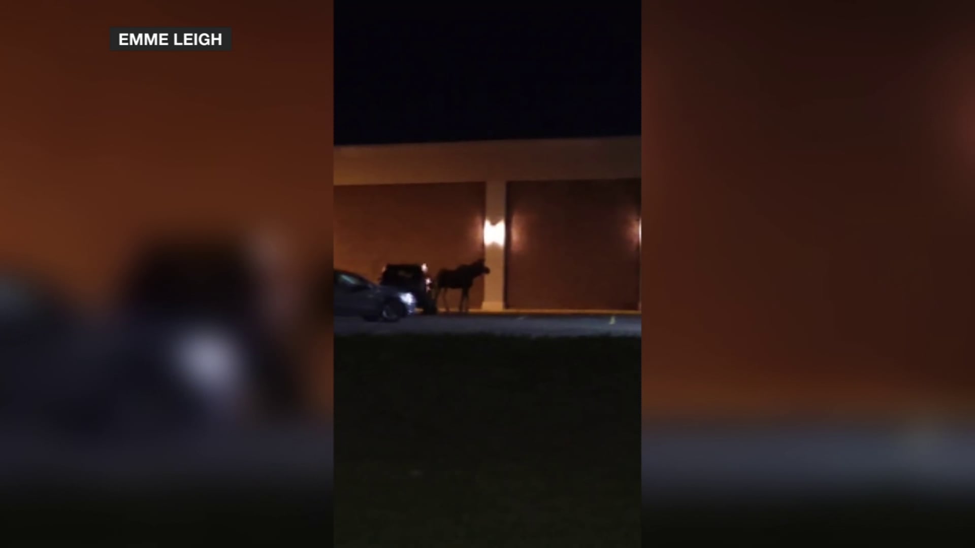 Moose spotted near schools in North Dakota cities