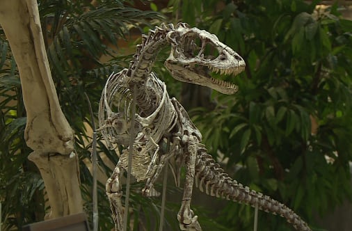 Dickinson Dinosaur Museum to expand