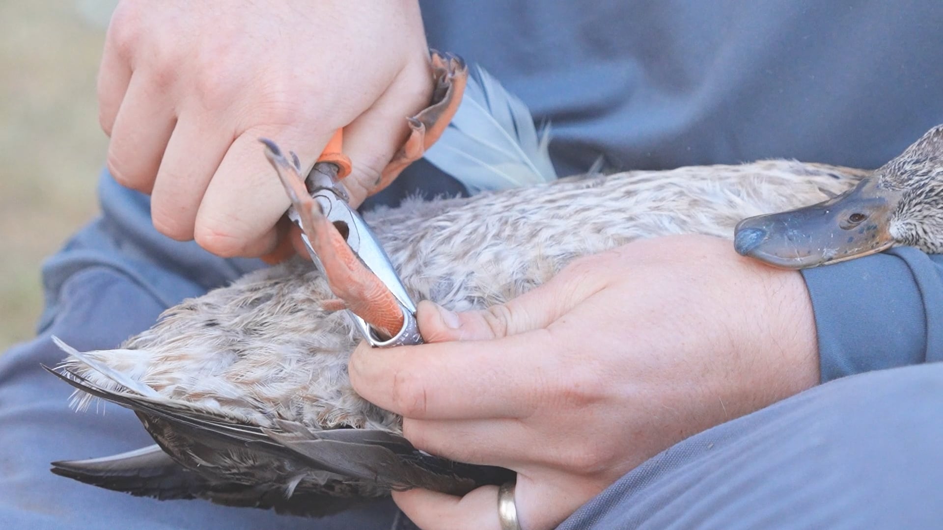 ND Outdoors: Duck Banding