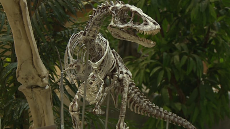 For more than 30 years The Badlands Dinosaur Museum in Dickinson has opened its doors to...