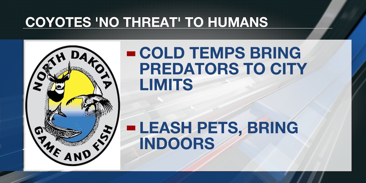 ND Game and Fish says recent coyote sightings in Minot are ‘no threat