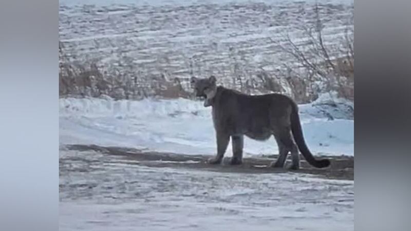 Ordean East Middle School was secured following a mountain lion being spotted nearby.