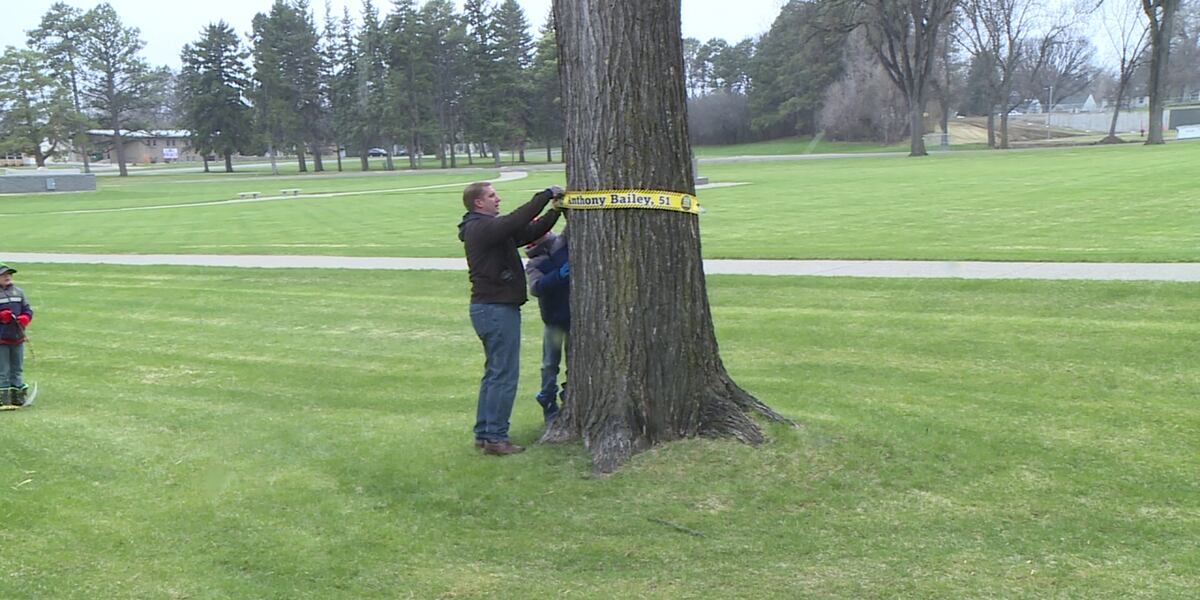 Hro Tree Capitol trees draped with ribbons of names to honor and remember fallen ...
