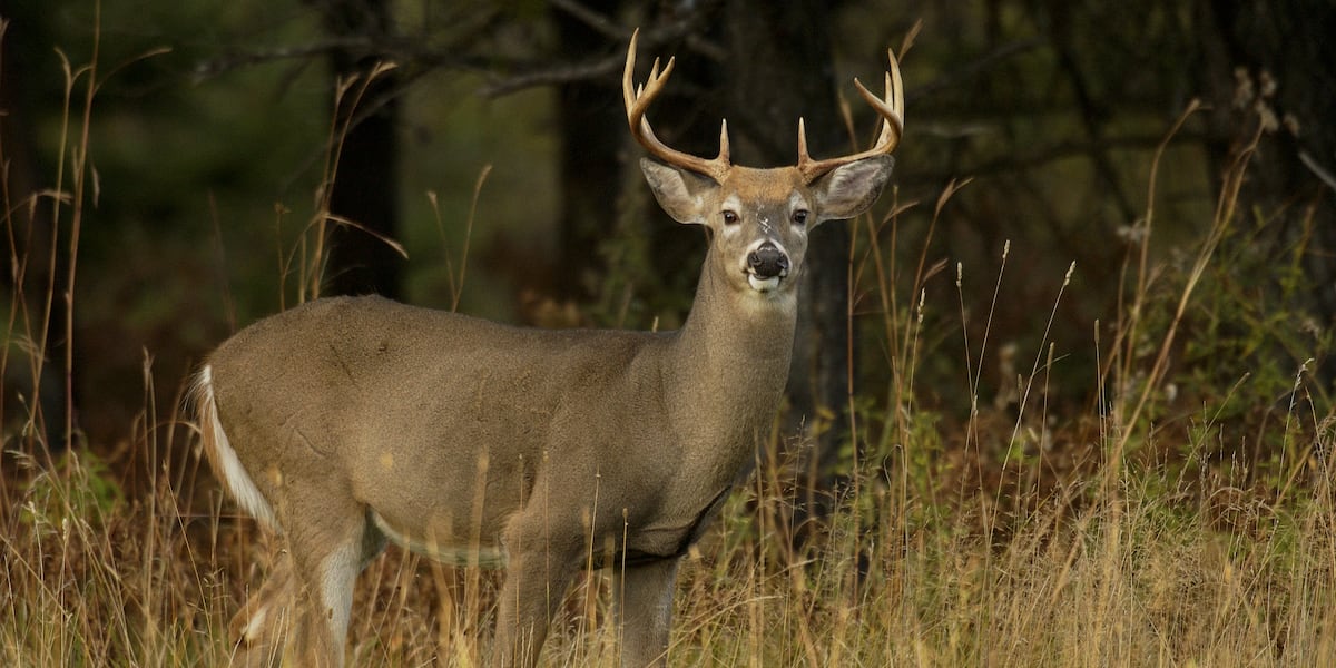 Deer gun season to begin with good numbers amid past EHD outbreak Deer gun season to begin with good numbers amid past EHD outbreak