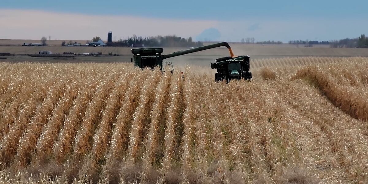 North Dakota corn harvest nearly half complete