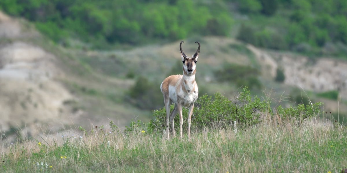 ND Outdoors: Pronghorn season