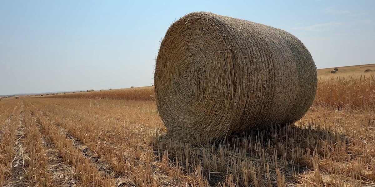 Hot, dry summer forces southwest North Dakota producer to make tough harvest decision