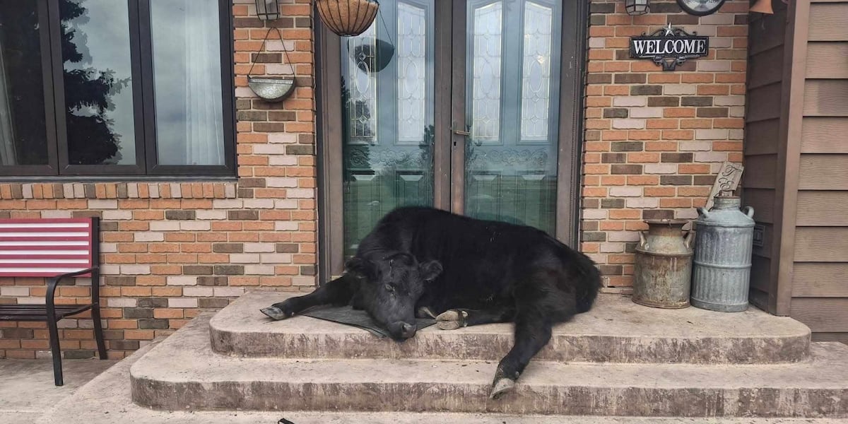 Daisy the Porch Cow entertains Bottineau woman, becomes internet sensation