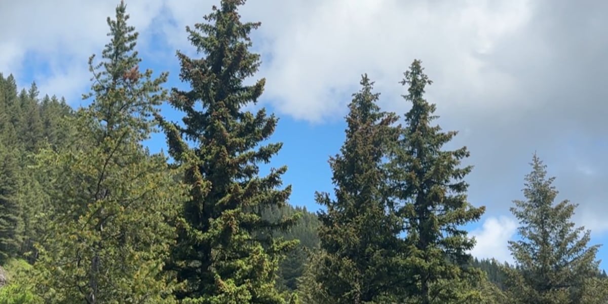 Montana congressional delegation praises removal of public land sales provision from ‘Big, Beautiful Bill’