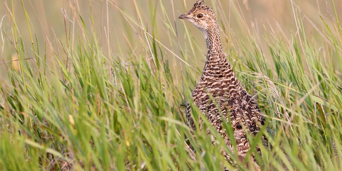 ND Outdoors: Grouse and partridge season