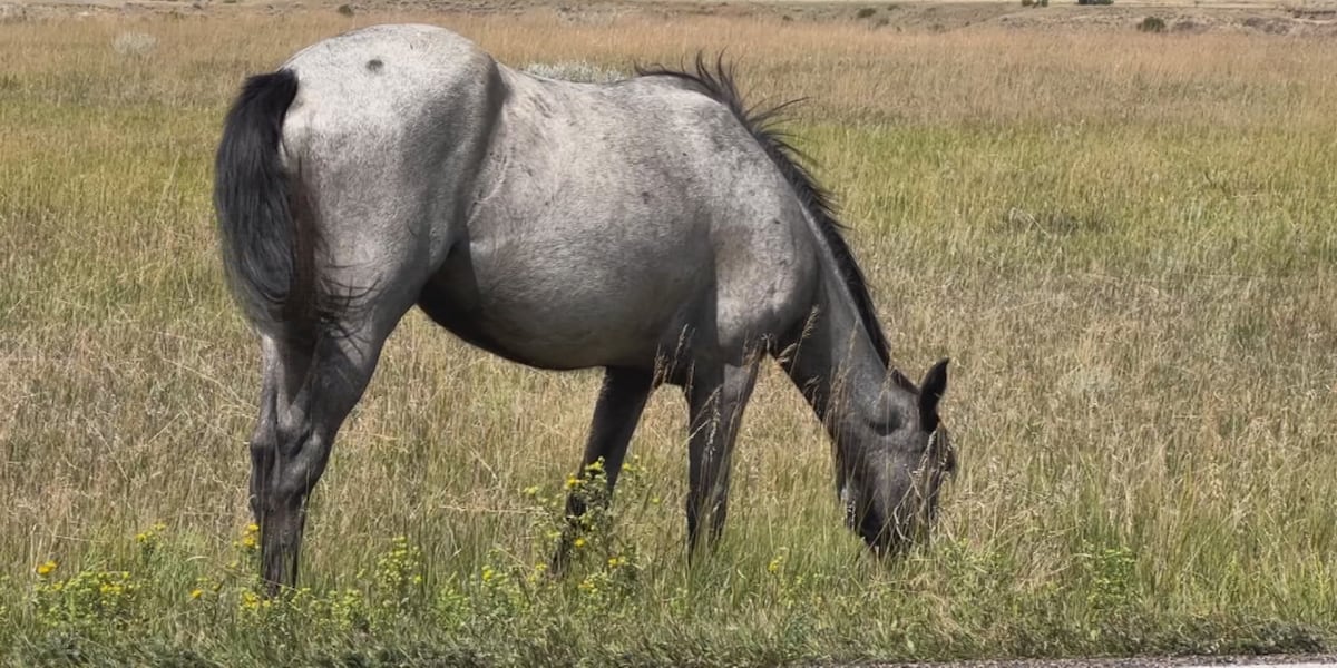 Hoeven: ND wild horses not impacted by reports of BLM sales to slaughter