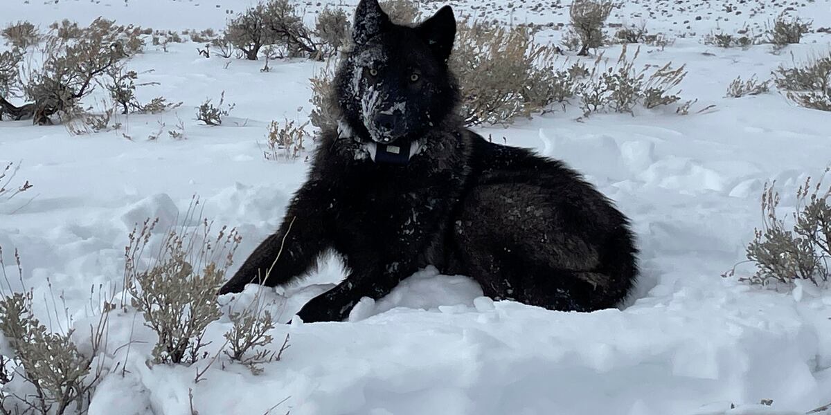 Colorado releases first 5 wolves in reintroduction plan approved by ...