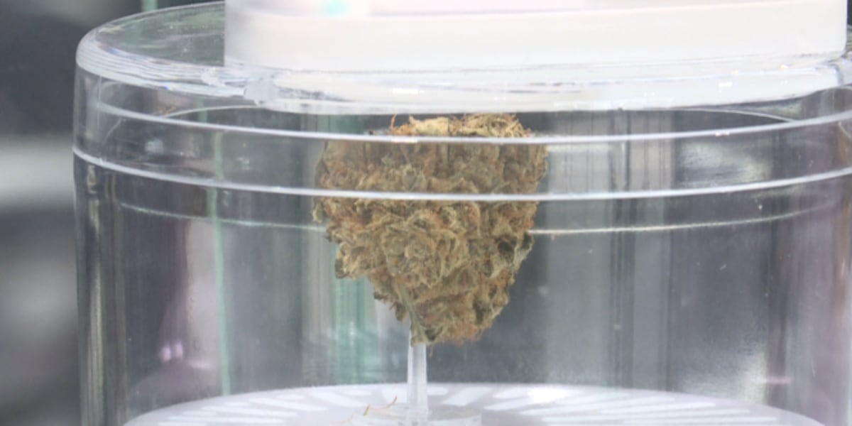 THC levels have increased over the last 50 years