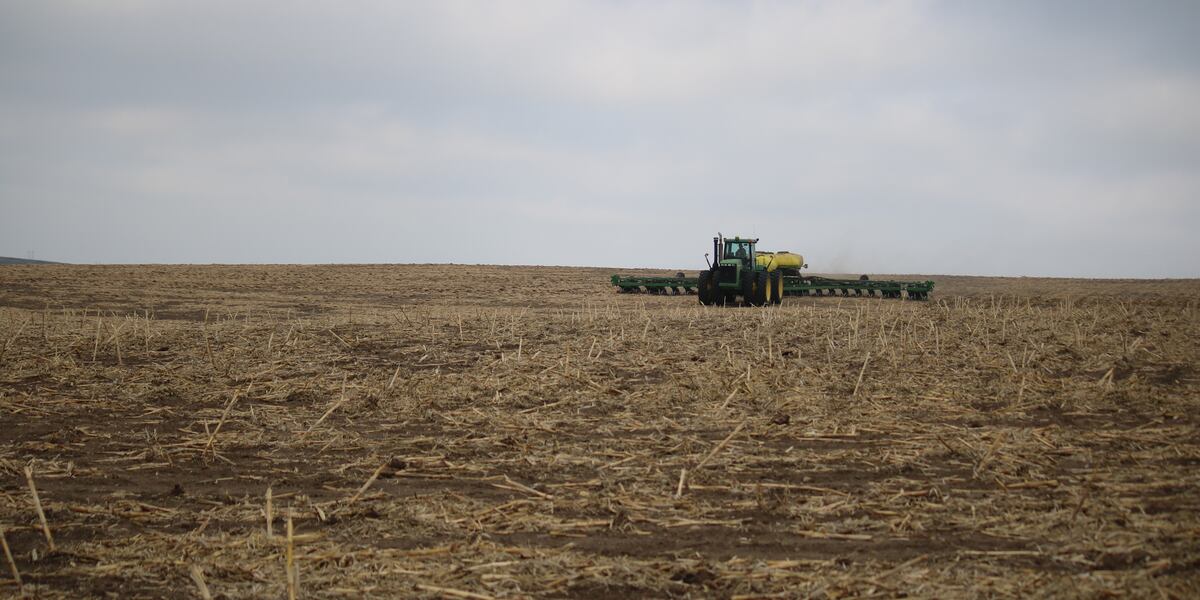Sunflower prices highest since 2012