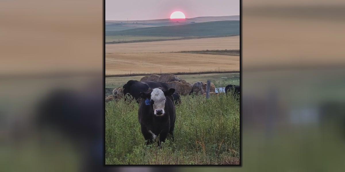 Drought conditions drive increase in respiratory illness reports in ND cattle herds