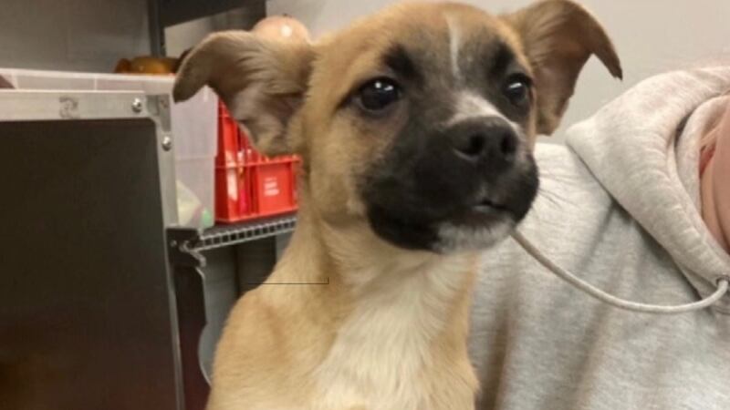 Photo courtesy: Souris Valley Animal Shelter