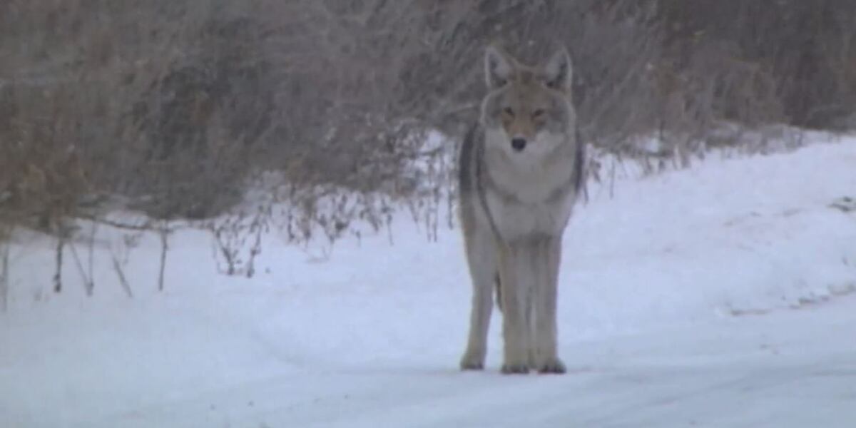 Coyote Catalog opens again in ND