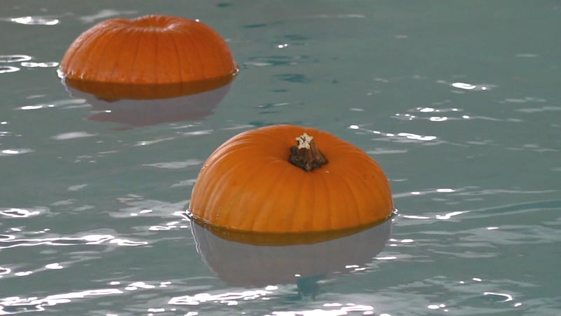 Rapid City Families Take the Plunge at Annual Floating Pumpkin Patch