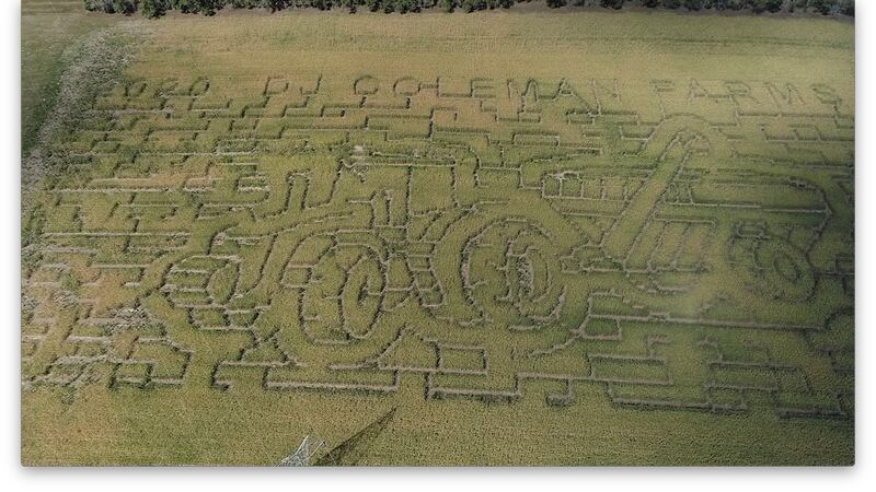 Corn maze
