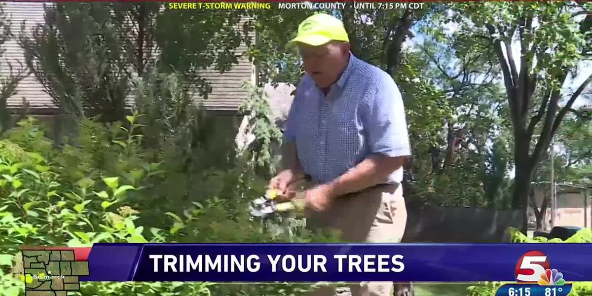 Dan’s Garden: When to trim your trees