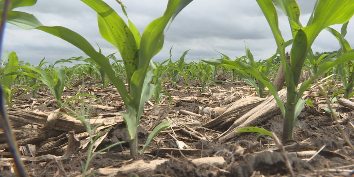 How summer drought is impacting soil and water for next spring