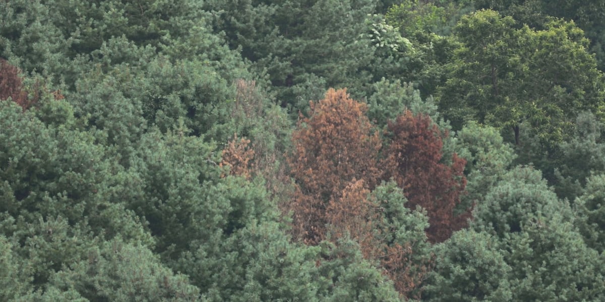 Deadly tree disease affecting North Dakota evergreens expected to spread