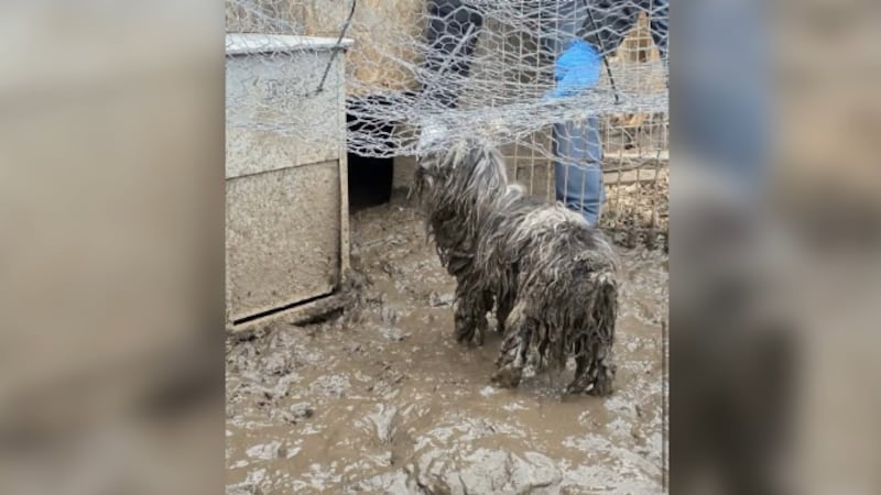 Furry Friends Rockin' Rescue asked for $160,000 to pay for animals surrendered to them, a...