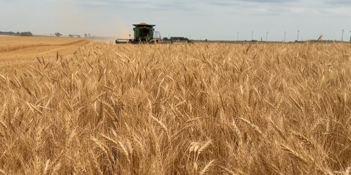 Hot, dry summer leads to early, but good spring wheat harvest