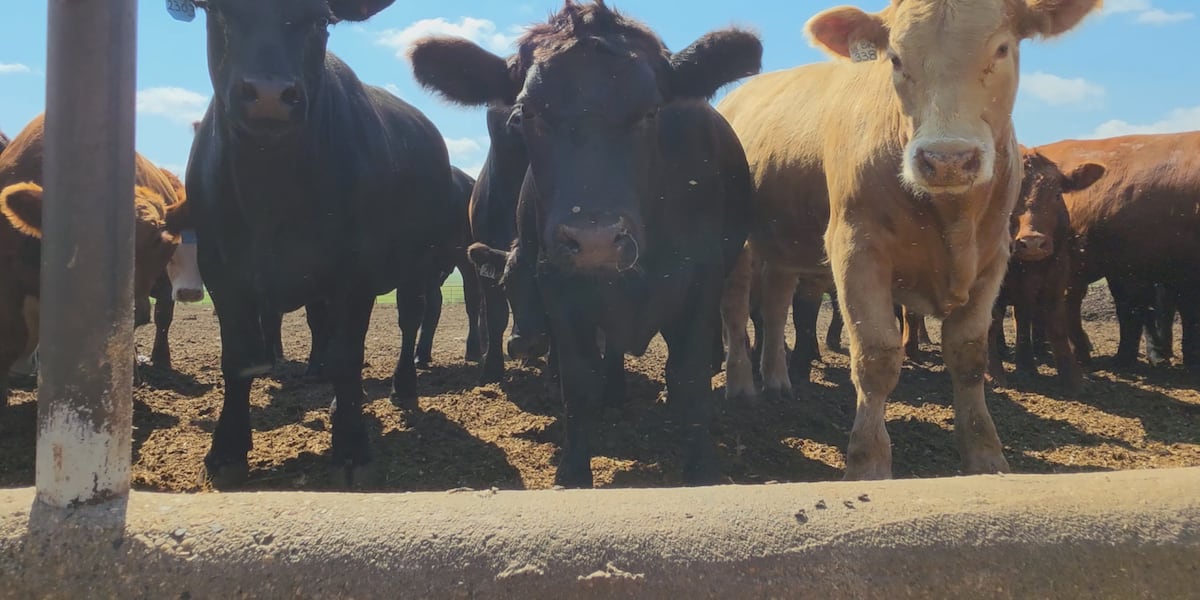 ‘Don't see anything positive': local cattleman warns foreign beef imports will harm local producers
