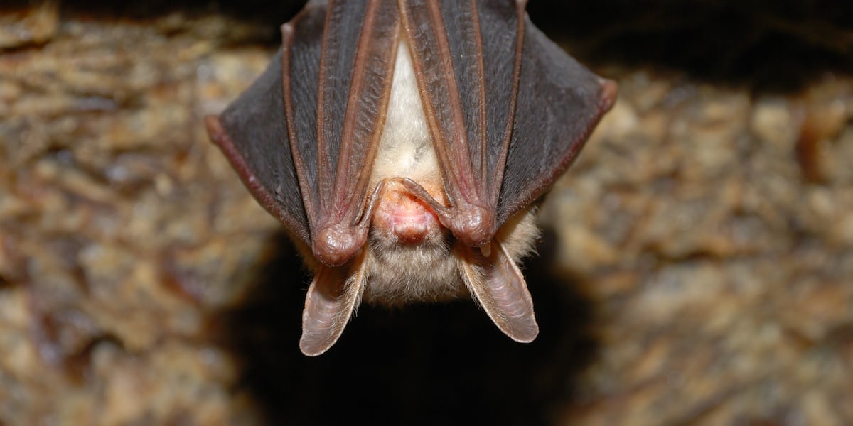 Deputy state veterinarian weighs in on concerns about rabid bats in Bismarck - KFYR-TV