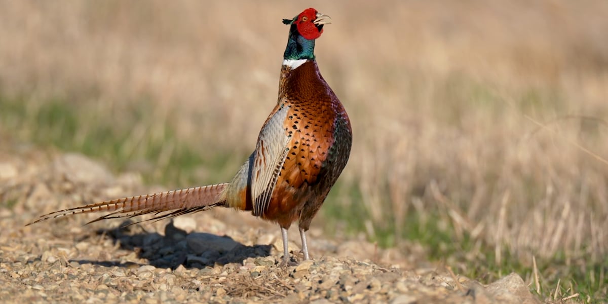 ND Outdoors: Pheasant crowing counts
