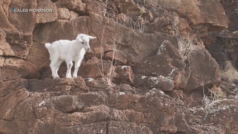After four harrowing days, a baby goat that was stuck all alone on a cliff in West Oahu is...