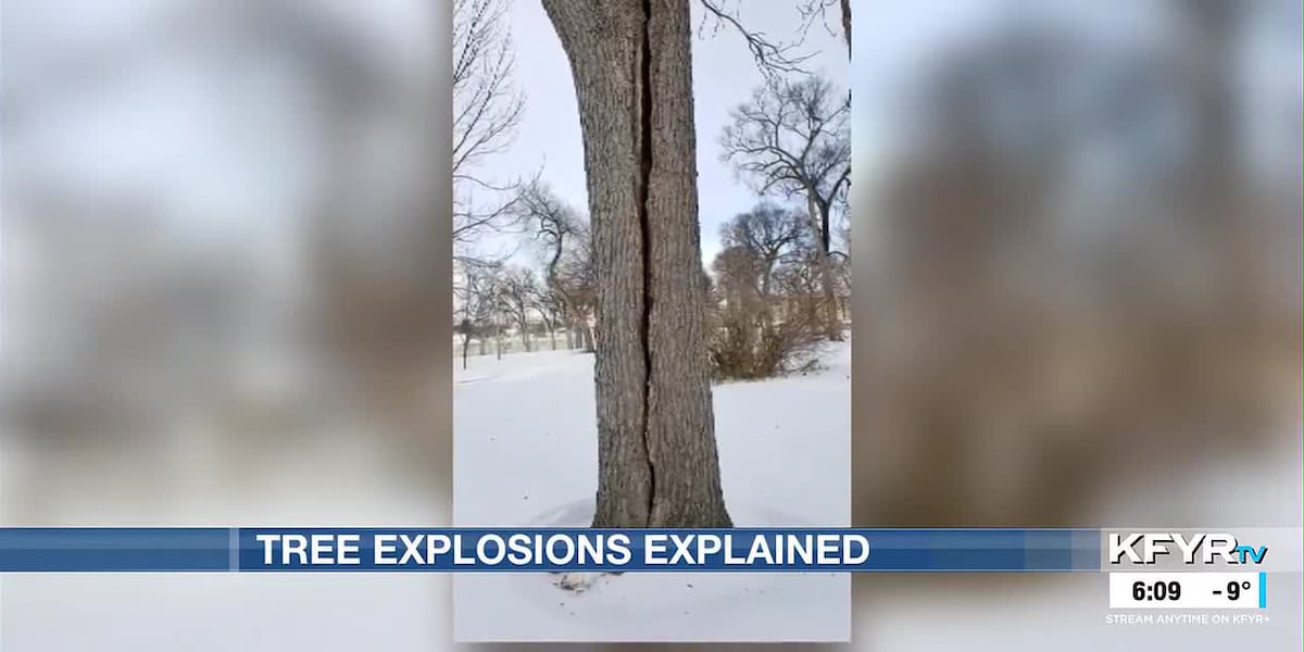 Tree Explode Zone Expert speaks on tree explosion misconceptions