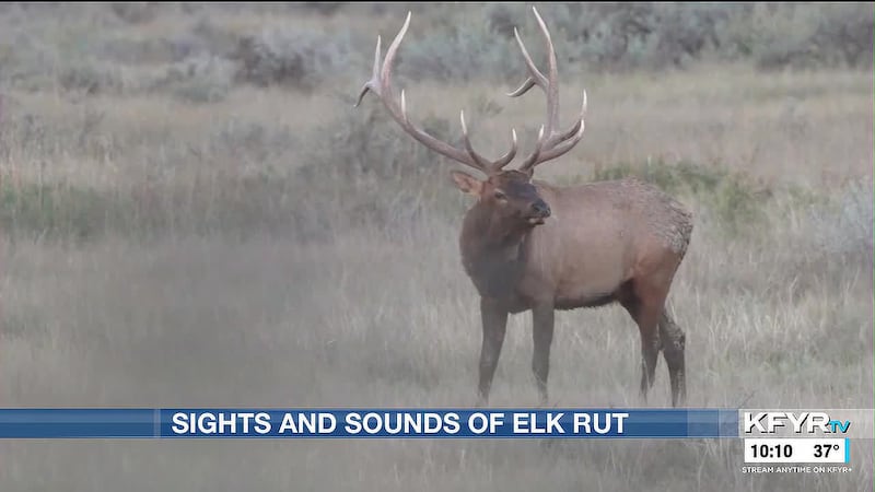 ND Outdoors: Sights and sounds of Elk rut