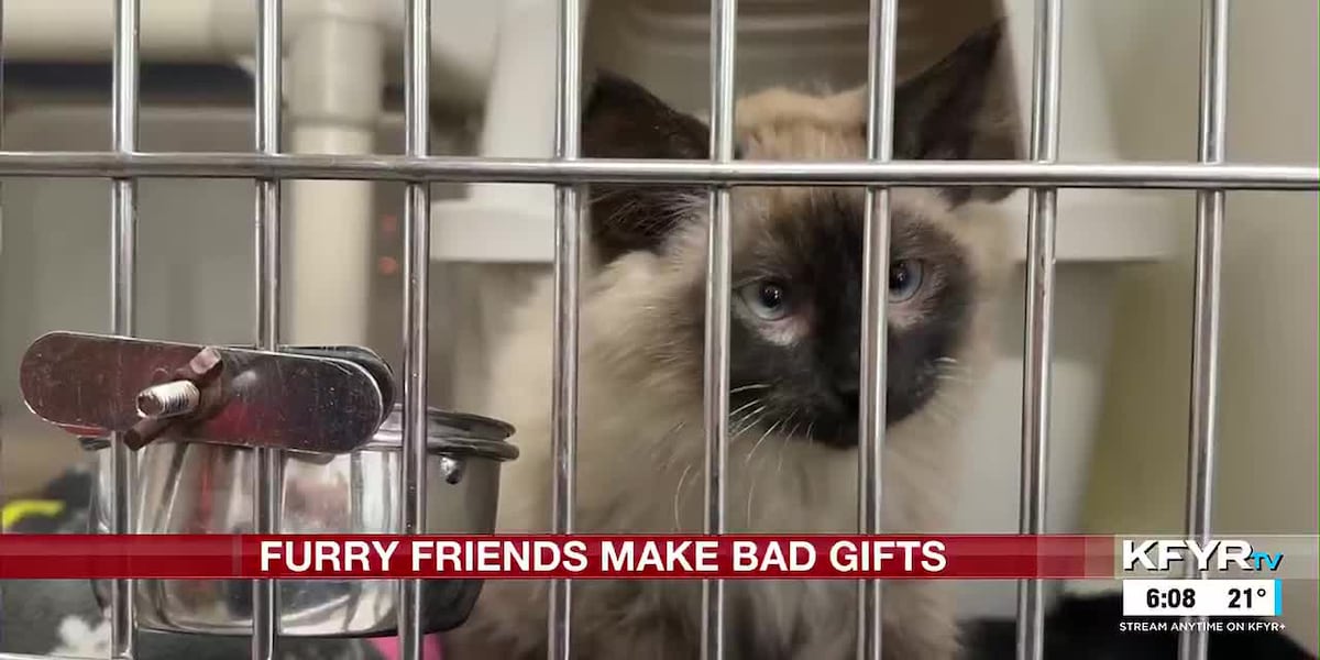 Instead of gifting a pet, try these instead - Bismarck - KFYR-TV